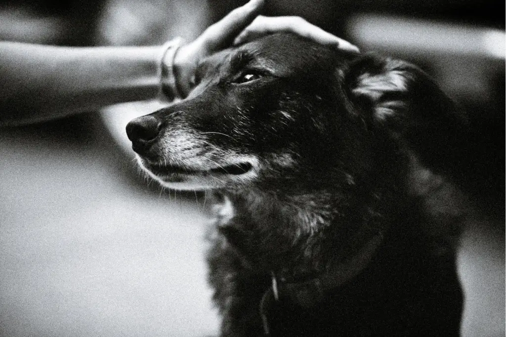 Trygg og rolig hjemmeavliving av hund på Jæren, der kjæledyret får være hjemme til siste stund.